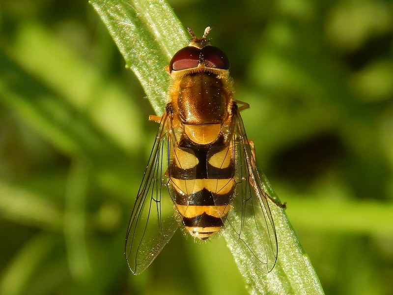 Serie di Syrphidae del Parco del Ticino